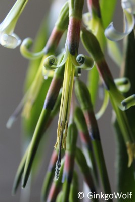 makro_Billbergia.JPG