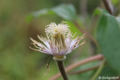 makro_Clematis.JPG