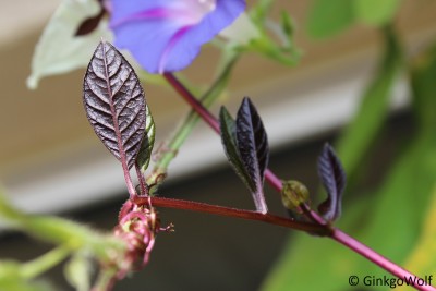 makro_Cobaea_scandens.JPG