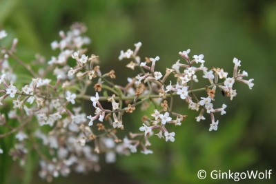 makro_Verbena_off.JPG