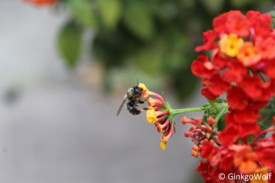 Biene_anLantana (2).JPG