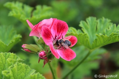 Biene_anPelargonium (2).JPG