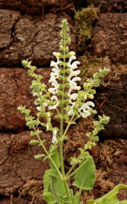 Salvia broussonetii (2).jpg