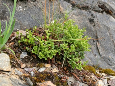 Asplenium ruta-muraria (1).jpg