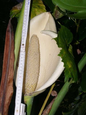 K1024_Monstera (2).JPG