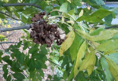 Hundehaufenbaum.jpg