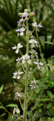 Delphinium pictum ssp. requienii (1).jpg
