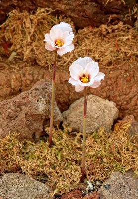 Habranthus tubispathus ´Roseus´ (1).jpg