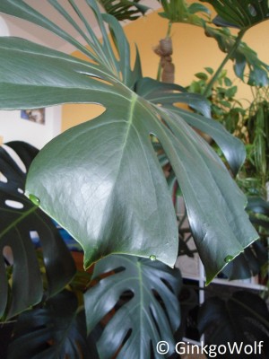 Monstera_guttation (1).JPG