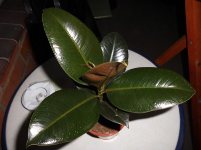Grünpflanze (1).JPG