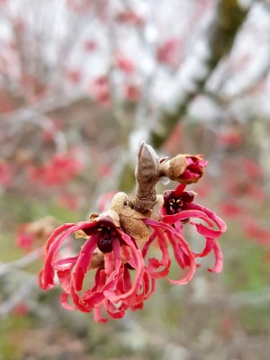 Hamamelis.jpg