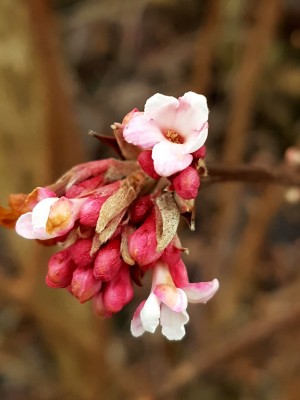 Viburnum.jpg