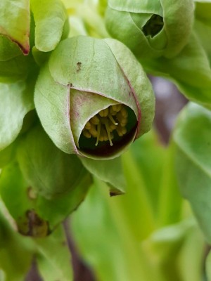 Helleborus.jpg