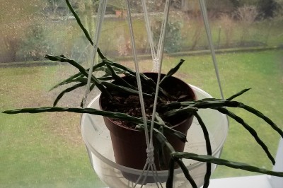 20170212_Rhipsalis2.jpg