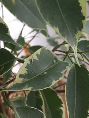 Ficus5.JPG