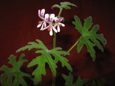 Pelargonium graveolens ex BG Bn 1 1024.jpg