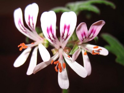 Pelargonium graveolens ex BG Bn 2 1024.jpg