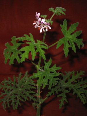 Pelargonium graveolens ex BG Bn 3 1024.jpg