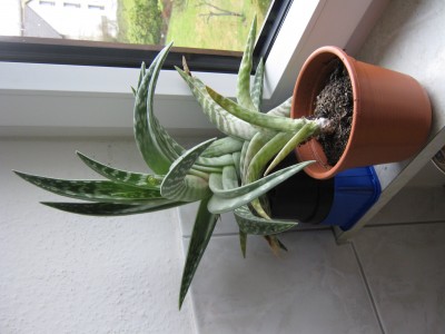 aloe.JPG