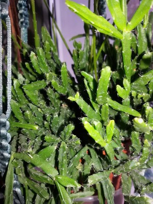 20170309_Rhipsalis.jpg