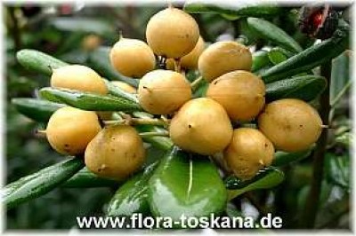 pittosporum_tobira_frucht_-_digi.jpg