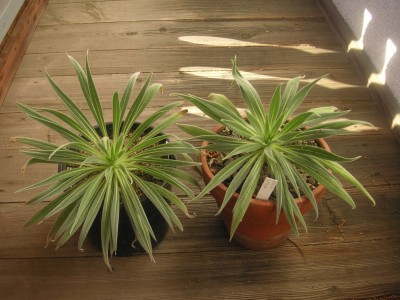 echium wildpredtii 001.JPG