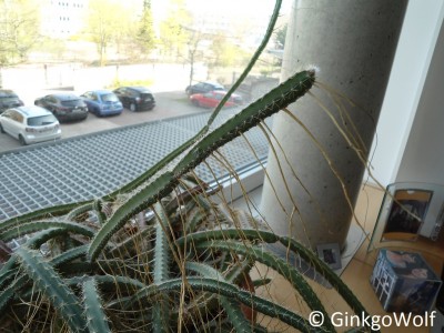 Kaktus (2).JPG
