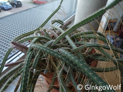Kaktus (5).JPG