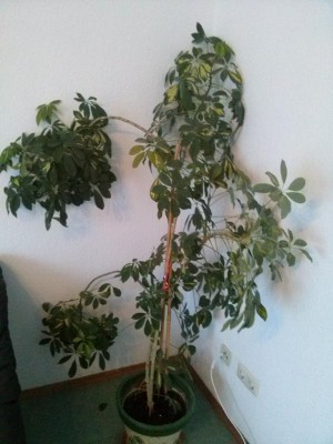 Schefflera.jpg