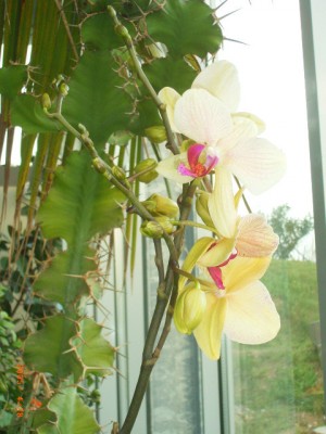 Phalaenopsis.jpg