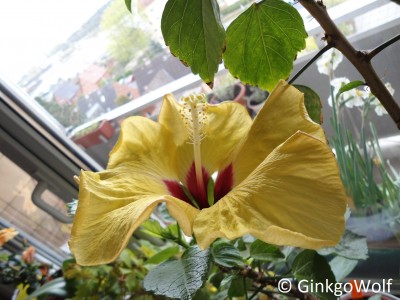 Hibiscus_gelb_2017_04_24.JPG