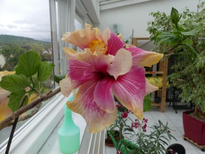 K800_20170501 Blüte Hibiskus_1.JPG