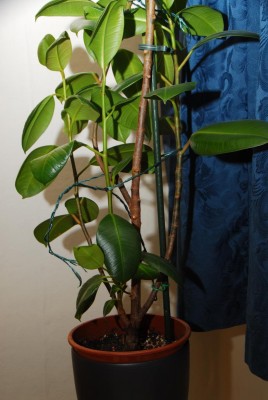 DSC_0915_Ficus_e.jpg