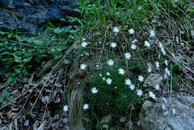 nelke-semenic-np-neuneu.jpg