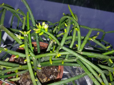 20170501_Rhipsalis spec. HU 922.jpg