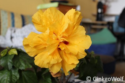 Hibiscus_gelbgfllt_2017_05_04 (1).JPG