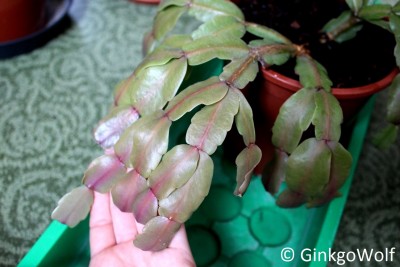 Schlumbergera_2017_05_04 (1).JPG