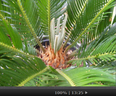 Cycas Neutrieb.png