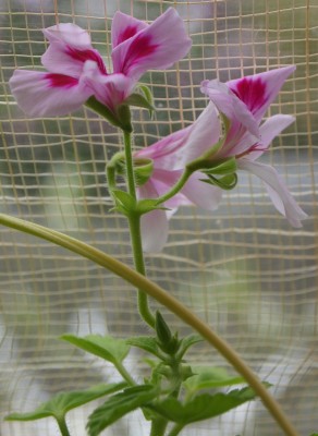 Pelargonie blüht.jpg