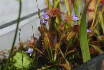 DSC_0936_Utricularia.jpg