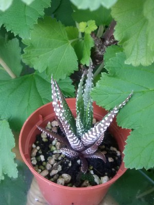 20170521_Haworthia.jpg