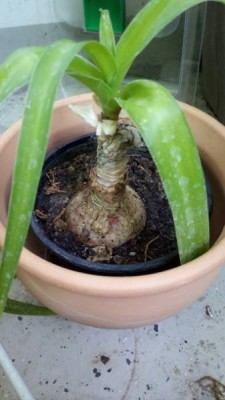 crinum.jpg