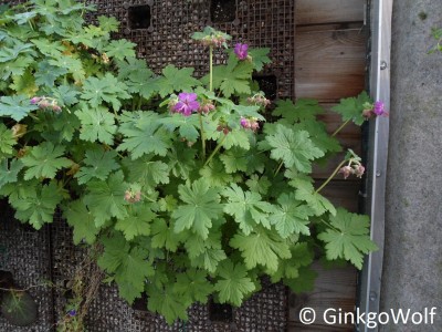 Geranium (2).JPG