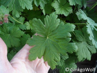 Geranium (3).JPG