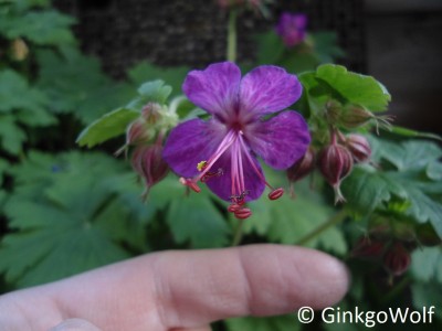 Geranium (4).JPG