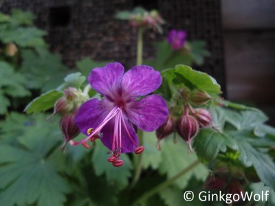 Geranium (5).JPG