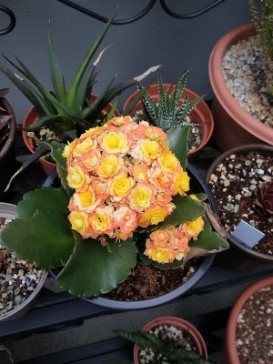 Kalanchoe.jpg