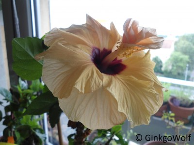 Hibiscus_cremegfllt_2017_06_17.JPG