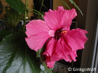 Hibiscus_rotgfllt_2017_06_17.JPG