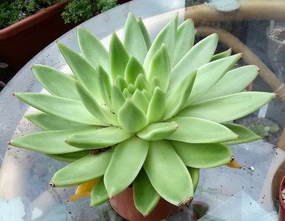 Echeveria (1).jpg